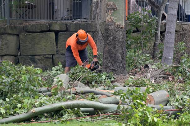 Trusted Charlotte, MI Tree Service Experts